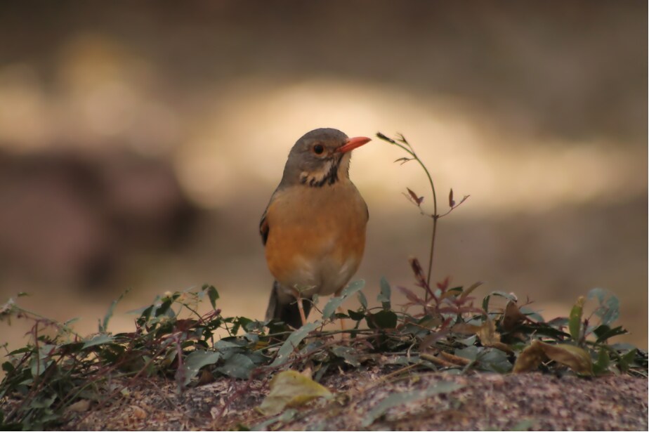 A small bird observed during a biodiversity survey