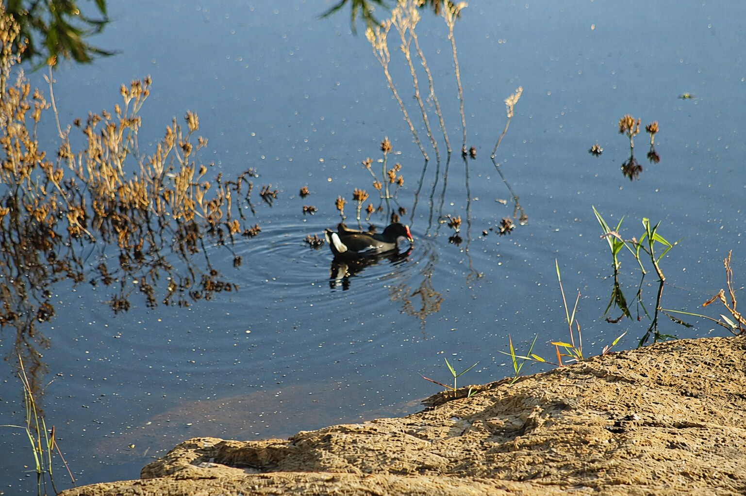 A waterbird swimming among wetland plants